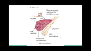 Microscopic Muscle (1) - Google Slides
