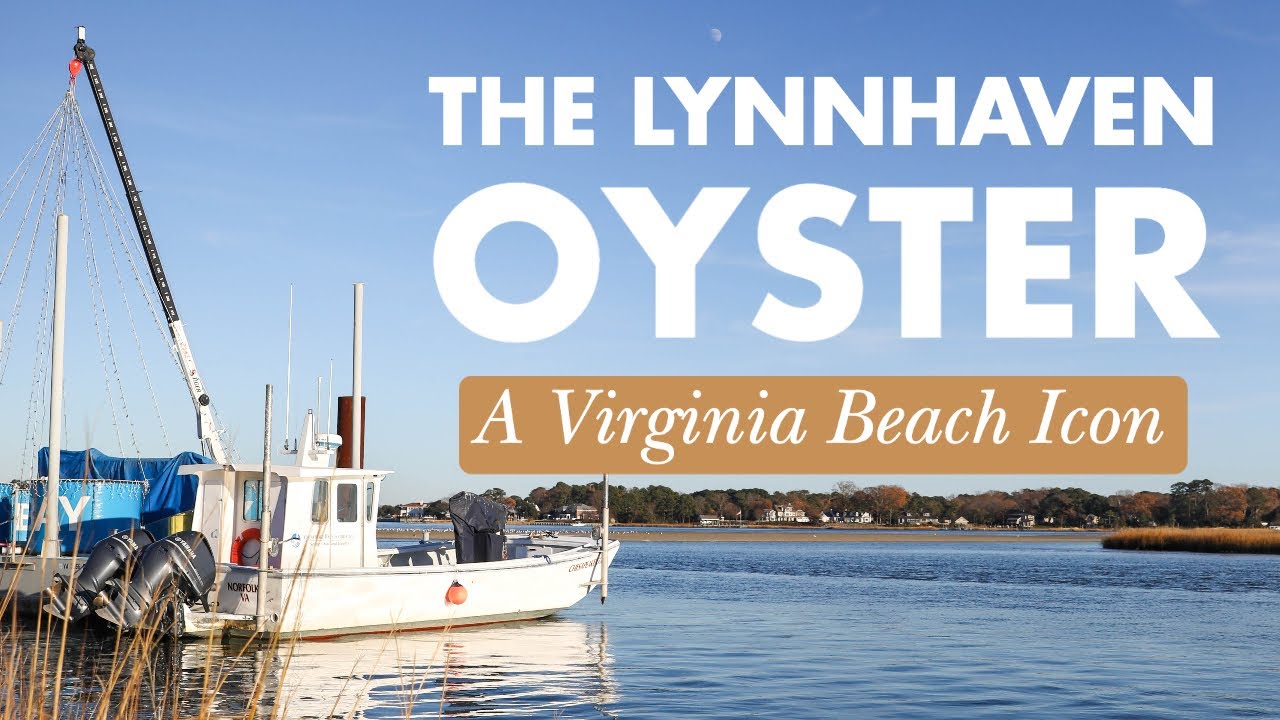 Lynnhaven Inlet The Lynnhaven Oyster: A Virginia Beach Icon - YouTube