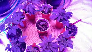 Super grow FootFungus put.10 Roots
