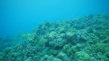 Water Linked DVL x BlueROV2 by Blue Robotics