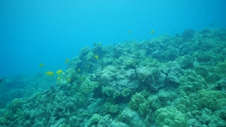 Water Linked DVL x BlueROV2 by Blue Robotics