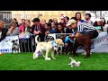 Puppy Bowl 2021 at The Yard Bar Austin Pets Alive Animal Planet World Special - Filmed Pre-Pan