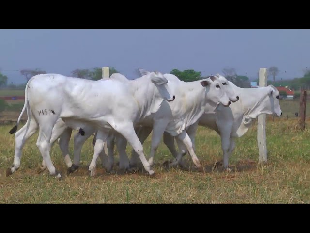 LOTE 31   14328 14508 14514 14574 14655 mp4