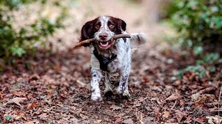 My first birthday party by Finn the Spaniel  16 views 10 months ago 3 minutes, 25 seconds