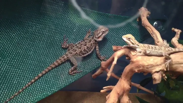 1st night with our bearded dragons Draco and Franc...