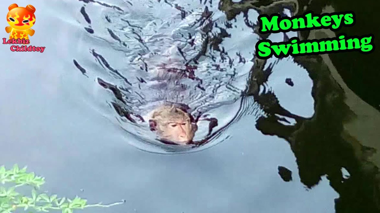 Look at..Monkeys swimming - YouTube