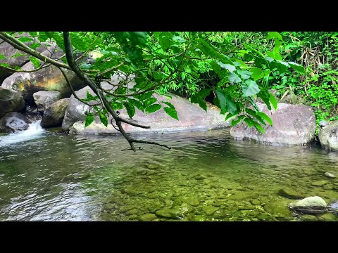 Sounds of Nature, Gentle Stream and Forest Birds Chirping, White Noise for Sleeping, Relaxing, ASMR