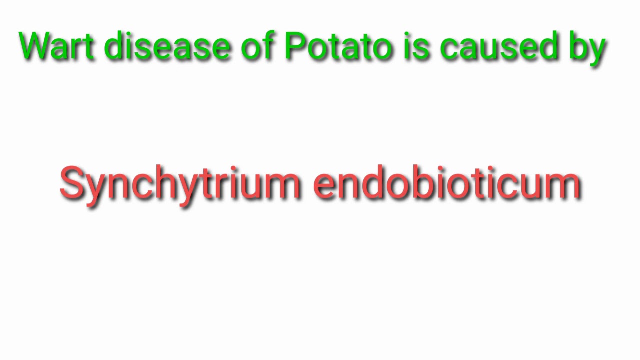 Wart disese of potato || potato disease