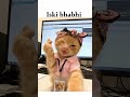 cat was singing😂😂#animalshorts