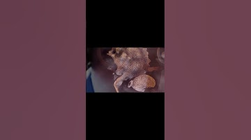 Content Warning Monsters are Dumb | #contentwarning #horrorgaming #gamingfunnymoments #lethalcompany