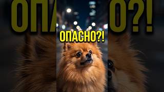В Минске хозяйка собаки оставила их одних  #собака #животные #собаки