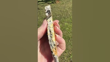 Bumblebee Jasper, Java, Indonesia #2