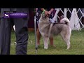 Norwegian Elkhounds | Breed Results 2021 の動画、YouTube動画。