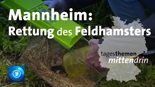 Mannheim: Rettung des Feldhamsters | tagesthemen mittendrin