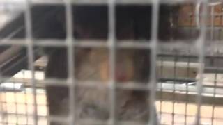 Puzzled off squirrel