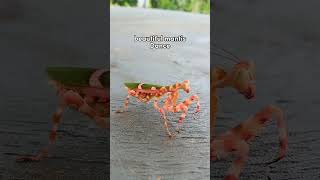 Download Lagu DJ Get Out My Face - Hei apa apa X tik tak tik tik tiktok MP3