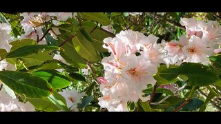 The Legacy of Rhododendrons at Heritage Museums & Gardens