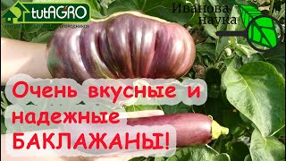видео: Баклажаны - богатыри по 800 грамм! Вот ЭТИ СОРТА БАКЛАЖАНОВ мне очень понравились - неприхотливые! картинка: Баклажаны - богатыри по 800 грамм! Вот ЭТИ СОРТА БАКЛАЖАНОВ мне очень понравились - неприхотливые!