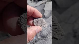 Fósiles en Mendoza (Mina La Valenciana)