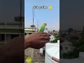 Cute Green Budgie Parrot 🐦💚 | Beautiful Baby Budgie Sitting Calmly 😍 #shorts #birds