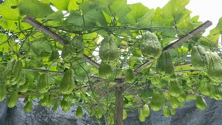 The secret to growing chayote with many fruits is not known to everyone |Grow chayote on the terrace