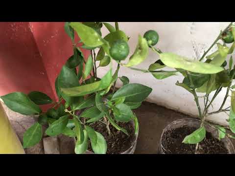 Marcot Calamansi REIMPIANTO TUTORIAL