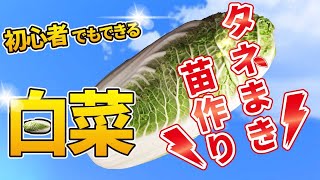 ＃1 .白菜の育て方【誰でもラクして、たくさん育てる方法】タネまき〜苗作り