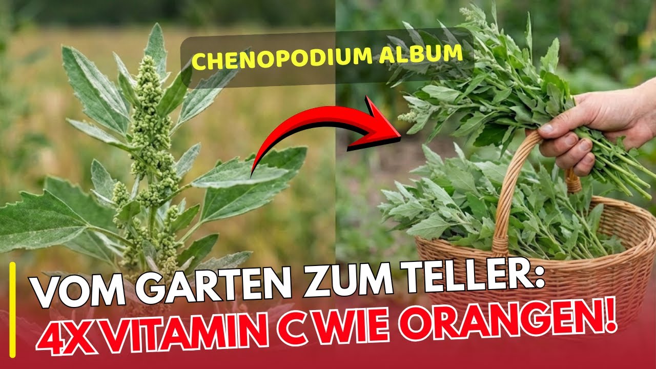 Unsere Vorfahren nannten sie die Pflanze des Lebens – heute gilt sie als Unkraut | EHRLICH ESSEN