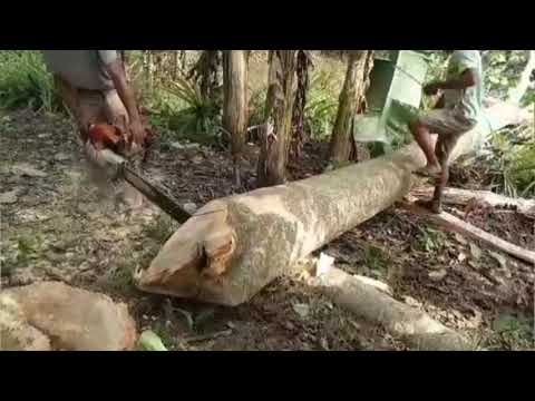 paano mag-putol ng puno gamit ang chainsaw | how to cut a tree using chainsaw | RaiderK  Channel