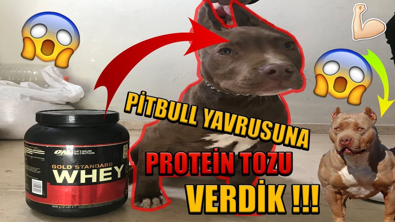 Pitbull Yavrusuna Protein Tozu Verirsek Youtube
