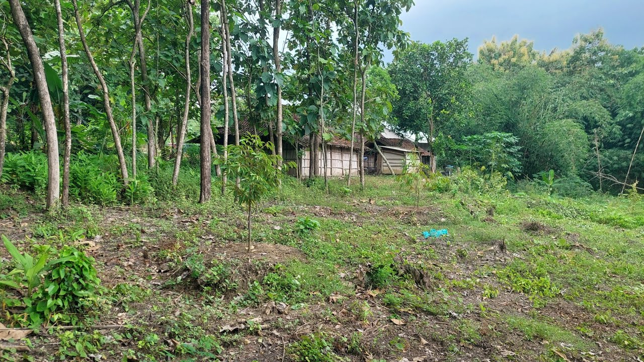 PERKEMBANGAN KEBUN DURIAN KAYOMAN KEBUN JATI 3 PENJURU
