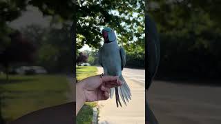 Download Lagu 🤣🤣🤣 #funny #parrot #reels #birds #shorts #fyp MP3