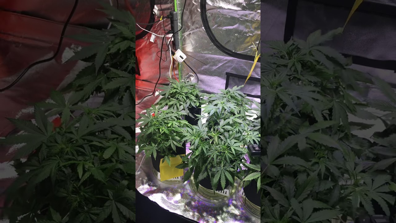 Week 5 Autoflower in coco.