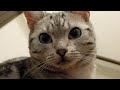 病気のばあちゃんが心配で心配で…とうとう看病しはじめちゃった猫 -Cat's worried about her grandma and nurses back to health