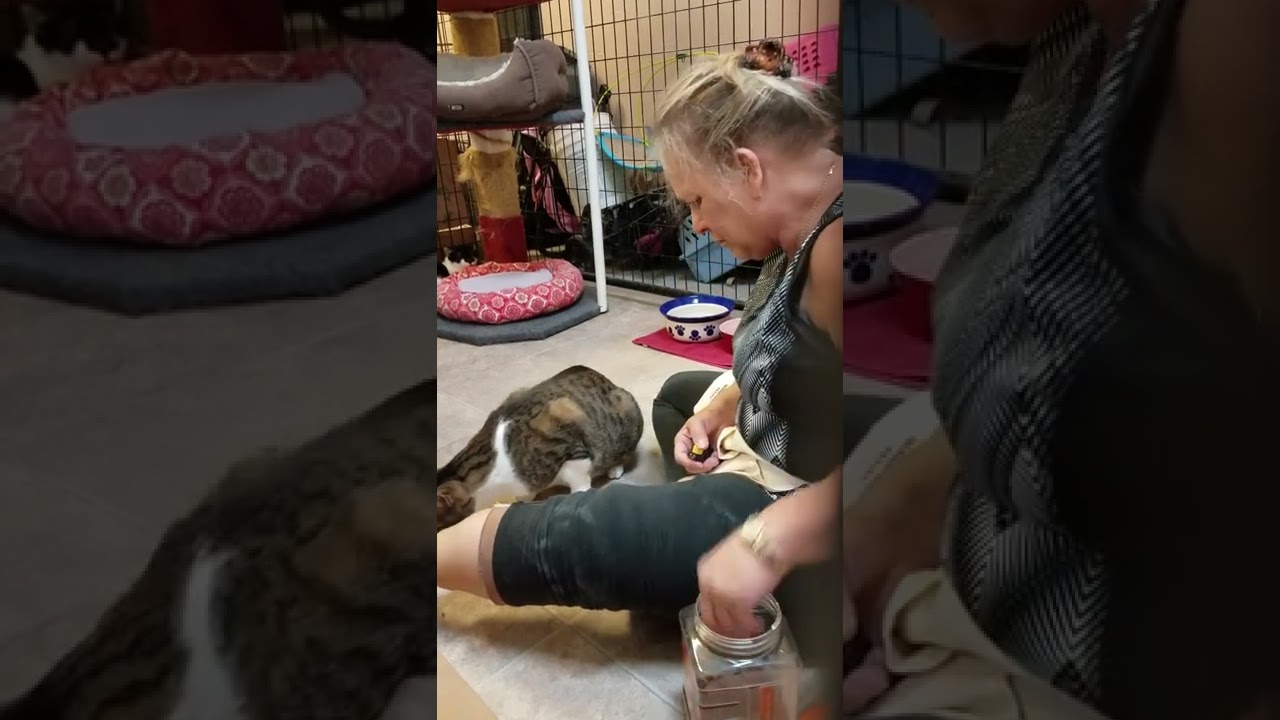 Damien rescue cat training with a Save Our Strays volunteer