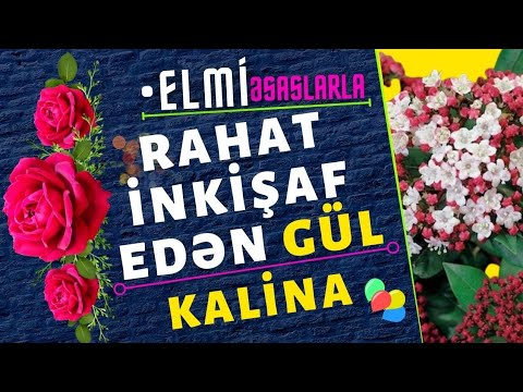 Video: Bir viburnum koluna necə qulluq etmək olar?