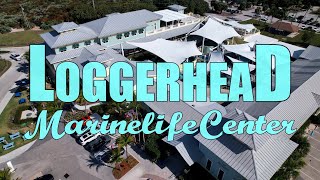 Loggerhead Marinelife Center - A Turtle Hospital Exhibition 4K