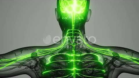 Brain and Nervous System of Human | Motion Graphics - Envato elements