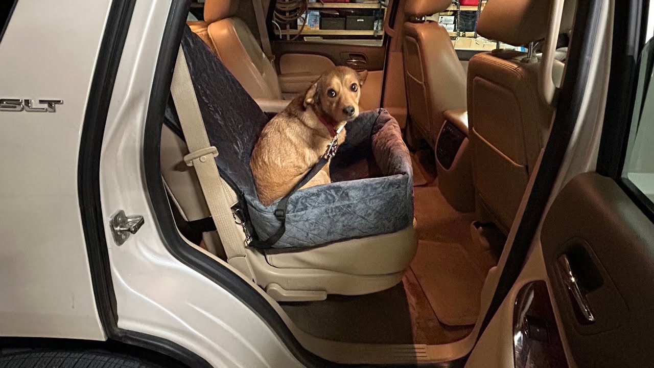 Dogs Ride In Style! Car Seat for Dogs by VEVOR - YouTube