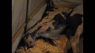 Diva Birth Video