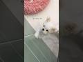 #말티즈 #말티즈그램 #말티즈분양 #강아지분양 인천애견분양 #puppy #디어마이펫