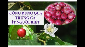 Quả trứng cá có lợi hay hại ?