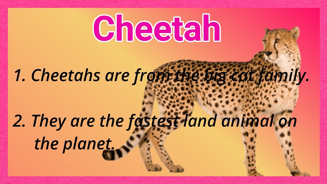 10 Lines on Cheetah 🐆 in English!! Short Essay on Cheetah !! Ashwin's  World - YouTube