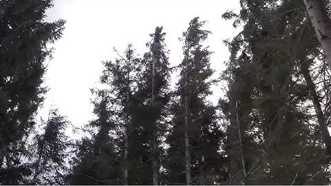 Strong Howling Wind Sound 2 Hours / Swaying Spruce Trees in The Wind
