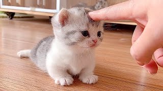 ПРИКОЛЫ С ЖИВОТНЫМИ ДО СЛЕЗ / Смешные КОТЫ 2022 / Приколы с КОТАМИ / Funny ANIMALS video