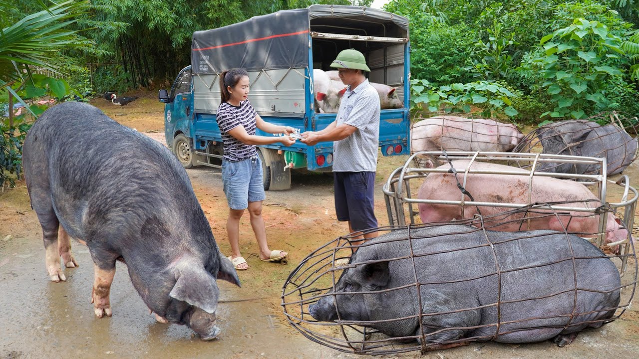 366 Days Selling Pigs Weighing Over 1000KG - Use Trucks To Buy and Sell Various Types Of Livestock.