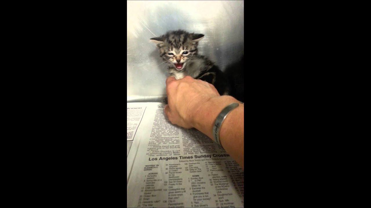 UCAPS (three feral kittens)