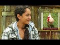 The Amazing Delaware Chickens - A Heritage Breed