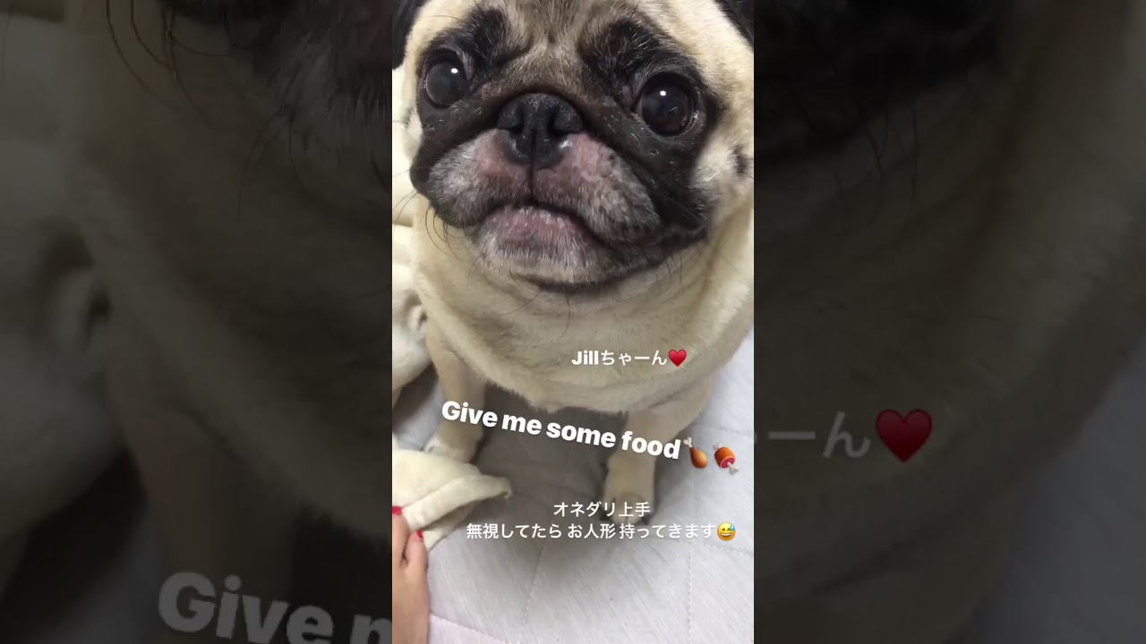 give me some food おねだり パグ Jillちゃん