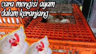 Proses mengisi ayam kedalam keranjang|truk ayam broiler||rekomendasi peternak